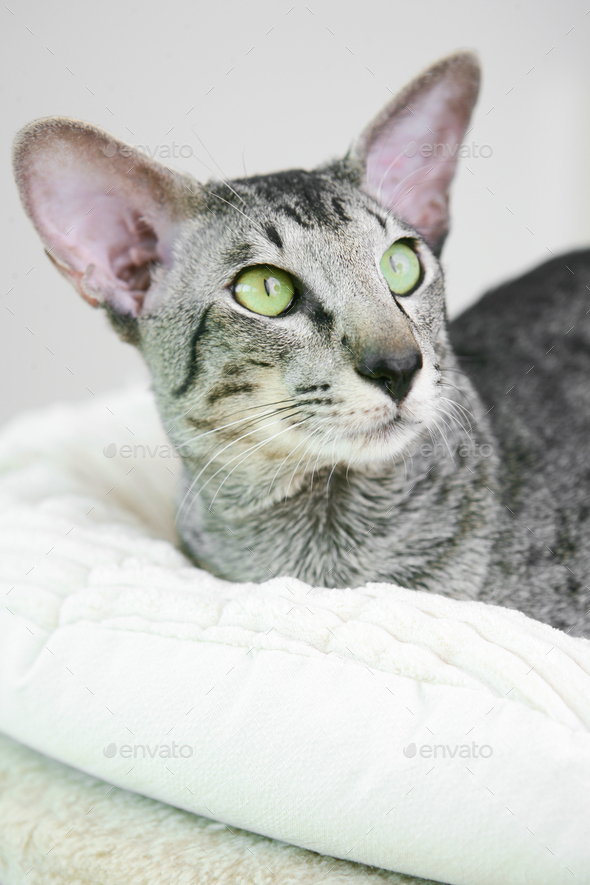 adorable siamese cat kitten with green eyes Stock Photo by PaulSchlemmer
